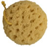 Foam Sea Sponge